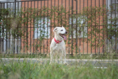 An adorable white domestic dog with a red buckle collar playing in a fieldの写真素材