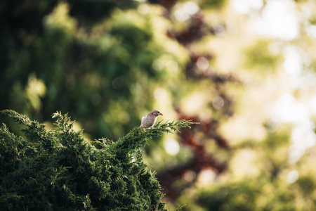 A shallow focus shot of a tiny beautiful bird sitting on a pine branch.の写真素材