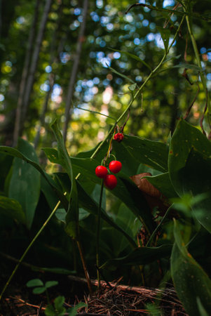 A close up shot of a small fruits growing in the forest with a green leavesの写真素材