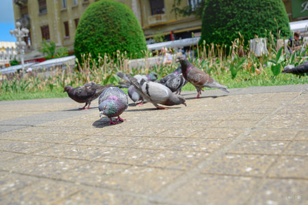 A group of pigeons feeding in the parkの写真素材