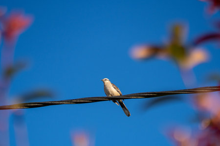 A chalk-browed mockingbird (mimus saturninus) against blue skyの写真素材
