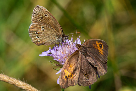 The two butterflies (Maniola Jurtina and Ringlet butterfly) on a purple flowerの写真素材
