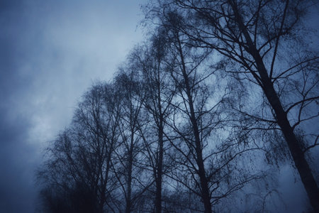 The silhouette of leafless trees against a gloomy sky