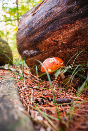 A shallow focus of an orange mushroom on the ground in the forest rely on a big tree on a sunny dayの写真素材