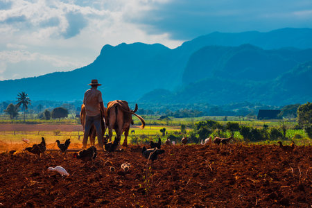 A view of a farmer with a cow in the ground with red soil, birds are eating under a blue skyの写真素材