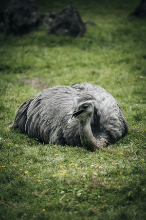 A vertical shot of a gray greater rhea lying on the grass outdoors.