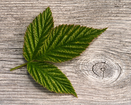 A closeup shot of raspberry leaves on the old cracked wooden surface