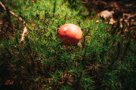 A close-up of a small red toadstool growing among green moss.