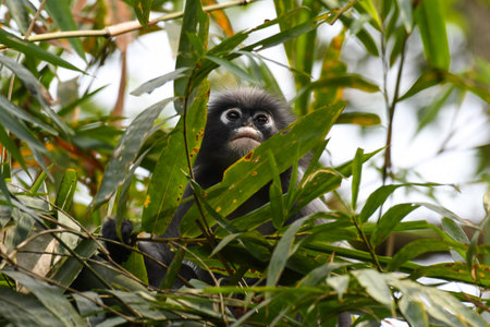 Looking up in bamboo foliage, Dusky Leaf Monkey, Trachypithecus obscurus, Endangered, Kaeng Krachan National Park, UNESCO World Heritage, Thailandの写真素材