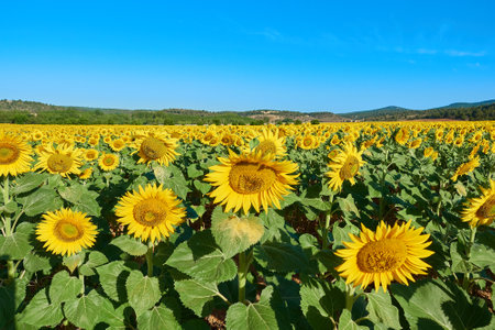 A sunflower field on a bright morningの写真素材