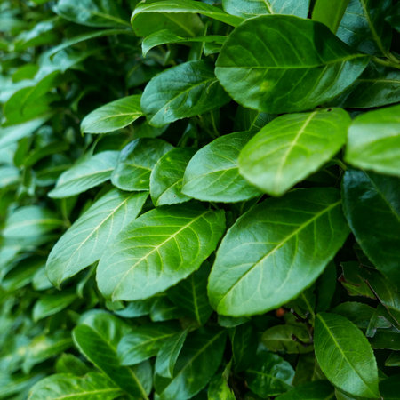 A closeup of cherry laurel tree with healthy green leaves in the garden