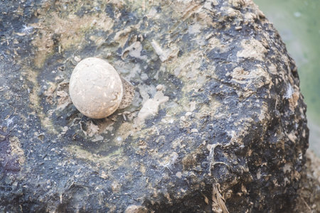 A close up of a flamingo eggの写真素材