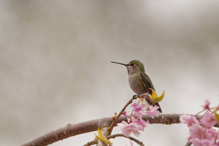 A selective focus shot of a hummingbird standing on a blooming flower treeの写真素材