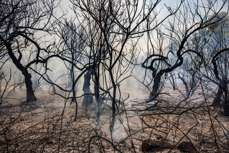 The smoky dead trees in the burnt forestの写真素材