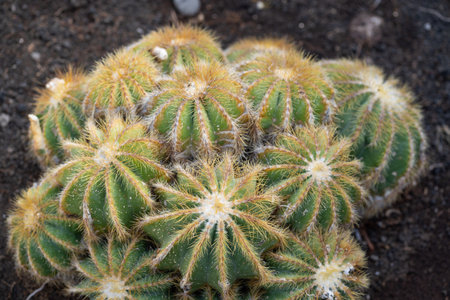 A closeup shot of a cactus growing in a garden
