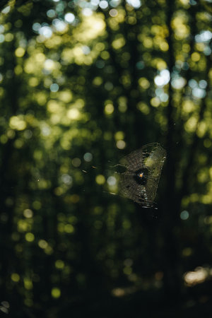 A vertical closeup shot of a spider on a spiderweb in a forestの写真素材