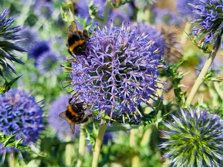 2 bees gathering pollen on a lilac flowerの写真素材