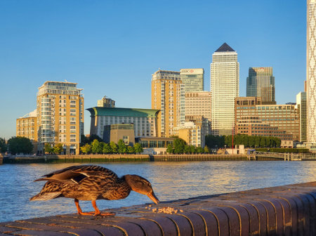 An evening view of canary wharf from Rotherhithe with a duck eating