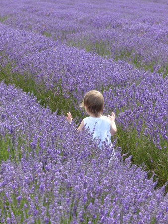 Little girl with blonde hair in white dress walking through lavender fieldsの写真素材