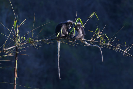 Two individuals seen sitting on a bamboo branch, Dusky Leaf Monkey, Trachypithecus obscurus,...