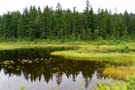 A beautiful view of the lake with green pine forest in the background.の写真素材