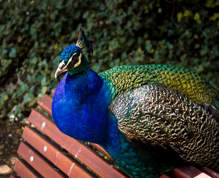 A selective of a beautiful male peacock on a benchの写真素材