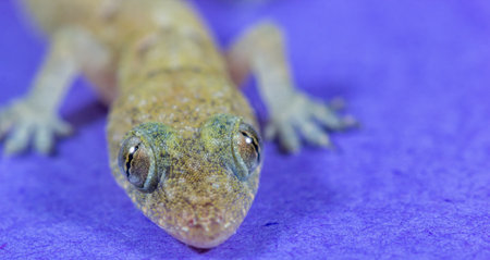 A closeup shot of a Tropical house gecko on a violet surface