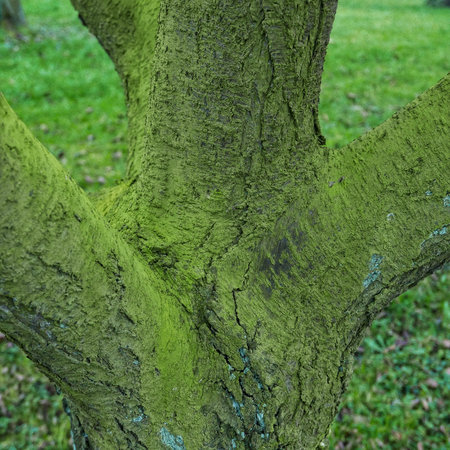 A closeup of green tree bark in the gardenの写真素材