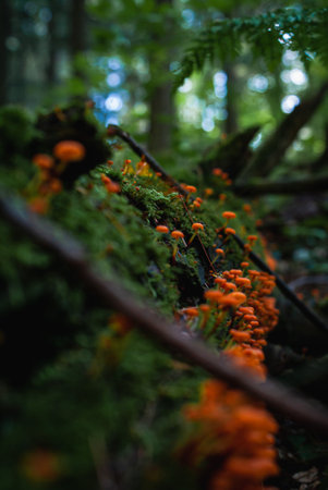 A selective focus shot in the jungle of a beautiful natural view in the daylight