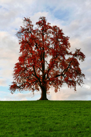 A beautiful red maple tree on green field against a cloudy skyの写真素材