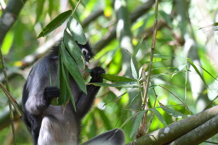 Eating Bamboo Leaves, Dusky Leaf Monkey, Trachypithecus obscurus, Endangered, Kaeng Krachan National...