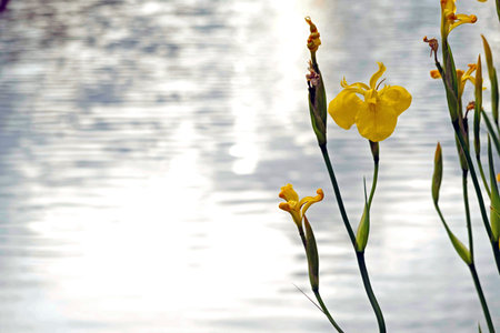 The nice yellow flowers with lake in the background