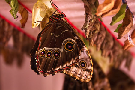 Blue Morpho Butterfly soon after emerging from cocoonの写真素材