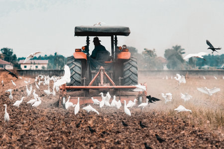 A shot of a tractor ploughing a field with white and black cranes flying awayの写真素材