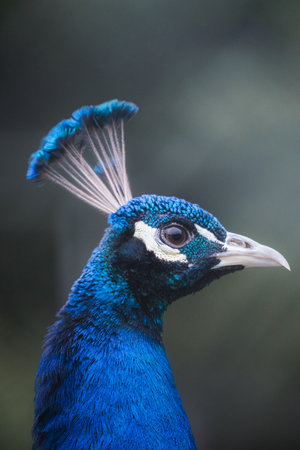A vertical shot of a blue peafowl in profile.の写真素材