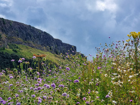 Steep rocks next to Scotlands National flower, the Thistleの写真素材