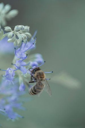 A  vertical shot of a bee on flowers