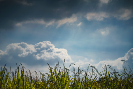 A beautiful cloudscape over a green meadow on a sunny dayの写真素材