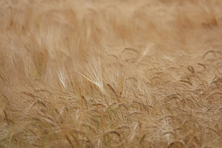 A closeup shot of a wheat field in Essex, Englandの写真素材
