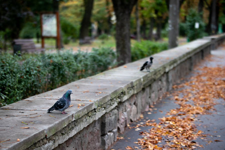 A closeup shot of a two beautiful birds standing on a wall in a park in autumn with blurry backgroundの写真素材