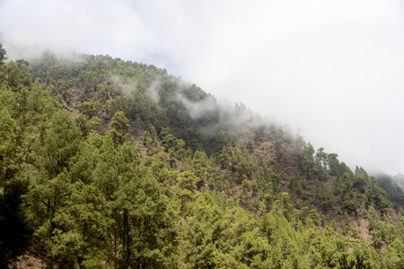 The clouds on the green forests on a mountainの写真素材