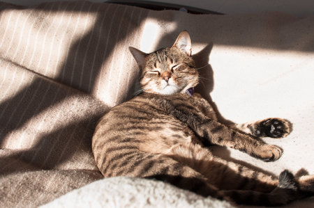 A closeup shot of a cute cat under the sunlight with closed eyesの写真素材