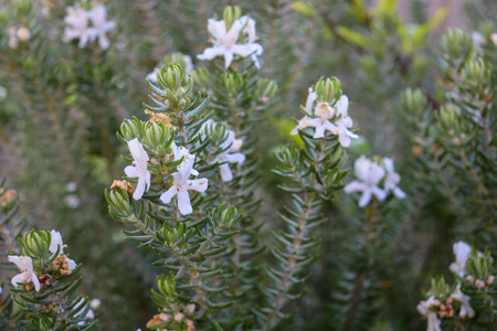 A closeup of a coastal rosemary plant with white hairy flowers