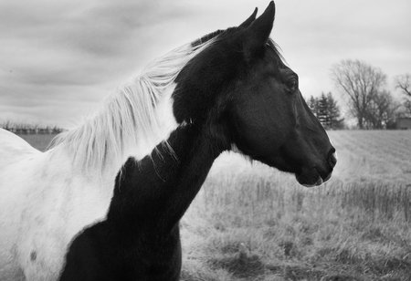 A beautiful grayscale shot of a unique half white half black horse on a meadowの写真素材
