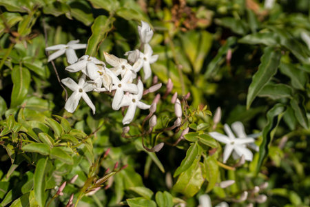 The white jasmine flowers (jasminum officinale) in the garden