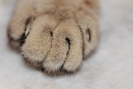 A closeup shot of cat toes