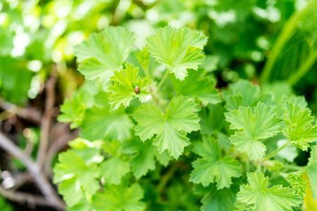 A closeup shot of green plant leaves with a tiny ladybug