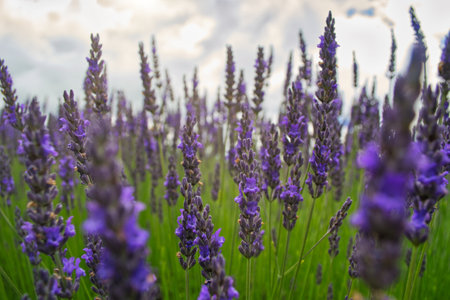 A selective focus shot of blooming lavender flowers in the farm fieldの写真素材