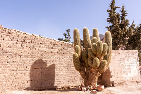 A shot of an old saguaro (Carnegiea gigantea) tree-like cactus near the brick wall under the blueの写真素材