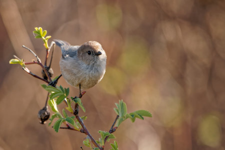 A closeup shot of a vinous-throated parrotbill bird on a branchの写真素材